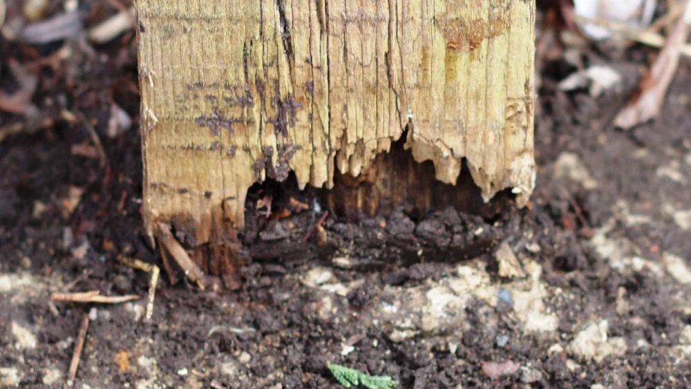 post rot
